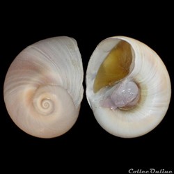 Naticidae - Neverita josephinia (Risso, 1826)