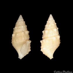 Cerithiidae - Cerithium litteratum (Born, 1778)