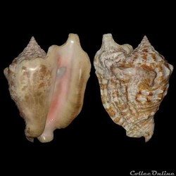 Strombidae - Lobatus raninus (Gmelin, 1791)