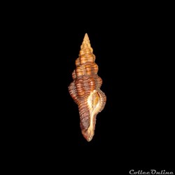 Fasciolariidae - Polygona infundibulum (Gmelin, 1791)