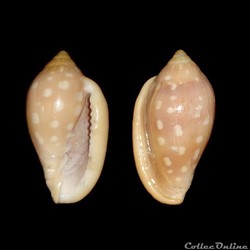Marginellidae - Marginella sebastiani (Marche & Rosso, 1979)