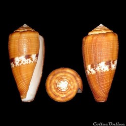 Rubroconus coccineus (Gmelin, 1791)