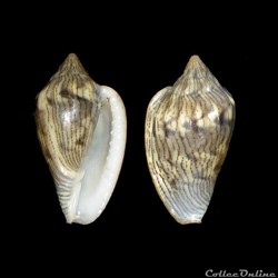 Marginellidae - Glabella adansoni (Kiener, 1834)