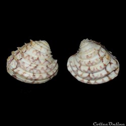 Veneridae - Lirophora paphia (Linné, 1767)