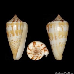 Phasmoconus (Phasmoconus) janus (Hwass in Bruguière, 1792)