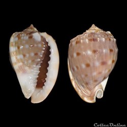 Cassidae - Cassis tessellata (Gmelin, 1791)