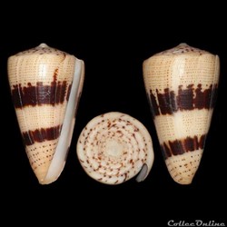 Strategoconus (Rolaniconus) augur (Lightfoot, 1786)