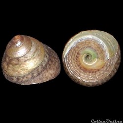 Turbinidae - Tegula excavata (Lamarck, 1822)