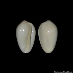 Marginellidae - Volvarina monilis (Linnaeus, 1758)