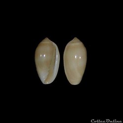 Marginellidae - Volvarina monilis (Linné, 1758)