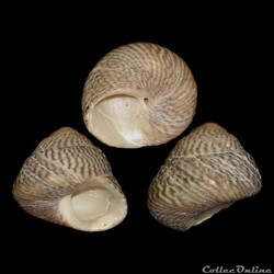 Trochidae - Steromphala varia (Linnaeus, 1758)