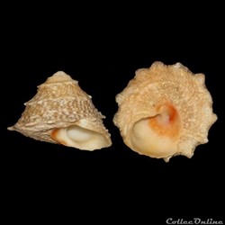 Turbinidae - Lithopoma brevispina (Lamarck, 1822)