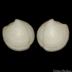 Lucinidae - Lucina pensylvanica (Linné, 1758)