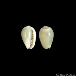 Cystiscidae - Gibberula secreta (Monterosato, 1889)
