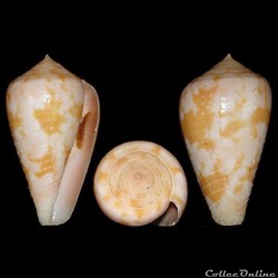 Chelyconus ermineus ermineus (Born, 1778)