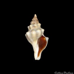 Fasciolariidae - Tarantinaea lignaria (Linné, 1758)