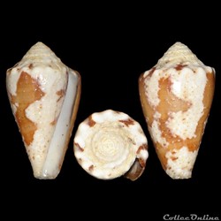 Conidae - Stephanoconus regius (Gmelin, 1791)