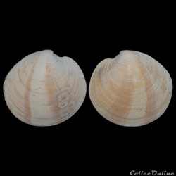 Veneridae - Dosinia exoleta (Linné, 1758)
