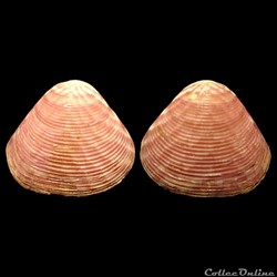 Crassatellidae - Crassatina triquetra (Reeve, 1842)