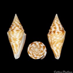 Turriconus (Turriconus) rizali (Olivera & Biggs, 2010)