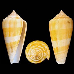 Pionoconus daullei (Crosse, 1858)