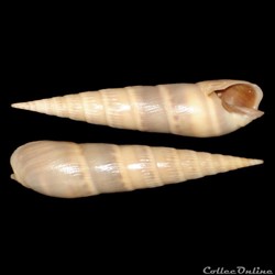 Terebridae - Impages cinerea (Born, 1778)