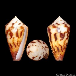Strategoconus (Vituliconus) striatellus f. lictor (Boivin, 1864)