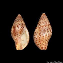 Pisaniidae - Pisania pusio (Linné, 1758)