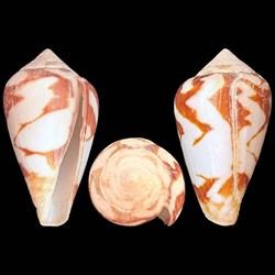 Lautoconus (Lautoconus) reticulatus (Born, 1778)