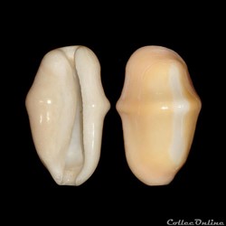 Ovulidae - Cyphoma gibbosum (Linné, 1758)