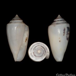 Cylinder victoriae (Reeve, 1843)