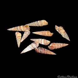 Cerithiidae - Bittium reticulatum (da Costa, 1778)