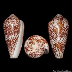 Darioconus praelatus (Hwass in Bruguière, 1792)