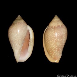 Marginellidae - Marginella glabella (Linné, 1758)