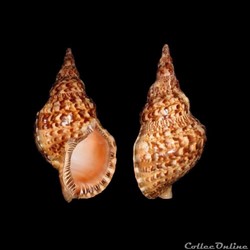 Charoniidae - Charonia variegata, Lamarck (1816)
