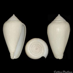 Floraconus cocceus (Reeve, 1844)