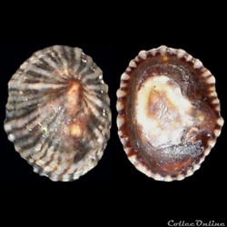 Siphonariidae - Siphonaria pectinata (Linné, 1758)