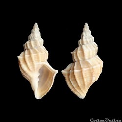 Cancellariidae - Sveltia lyrata (Brocchi, 1814)