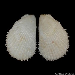 Limidae - Lima lima (Linné, 1758)