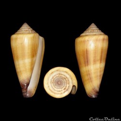 Calibanus furvus f. polygrammus (Tomlin, 1937)