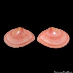 Tellinidae - Eurytellina lineata (Turton, 1819)