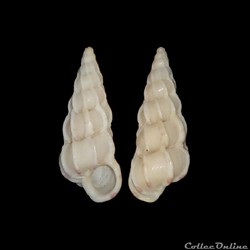 Epitoniidae - Gyroscala commutata (Monterosato, 1877)