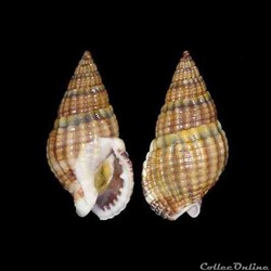 Nassariidae - Tritia reticulata (Linné, 1758)