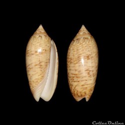 Olividae - Oliva barbadensis (Petuch & Sargent, 1986)