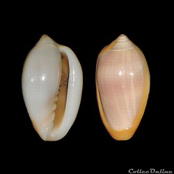 Marginellidae - Prunum cinctum (Kiener, 1834)