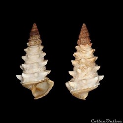 Potamididae - Tympanotonos fuscatus (Linnaeus, 1758)