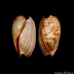 Volutidae - Cymbium marmoratum (Link, 1807)
