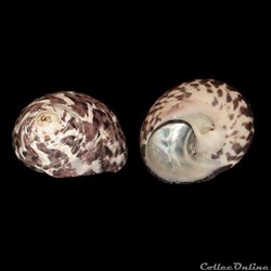 Tegulidae - Cittarium pica (Linné, 1758)