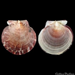Pectinidae - Lissochlamys exotica (Holten, 1802)