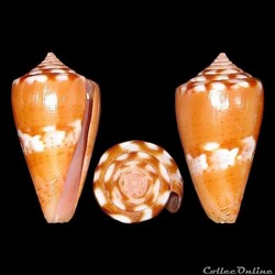 Dauciconus (Pupuriconus) mauricioi (Coltro, 2004)